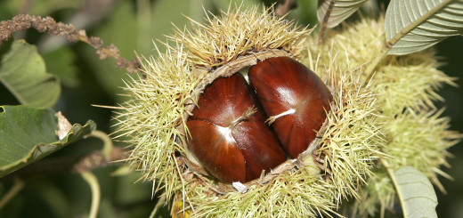 Sagra delle castagne e del vino a Zafferana Etnea