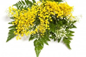 immagine di mimose da http://it.123rf.com/photo_9030381_fiori-per-la-celebrazione-della-festa-della-mamma-e-delle-donne.html