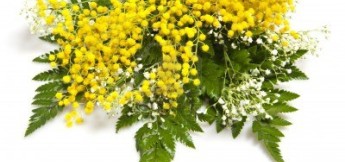 immagine di mimose da http://it.123rf.com/photo_9030381_fiori-per-la-celebrazione-della-festa-della-mamma-e-delle-donne.html